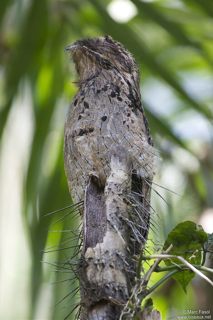 Ibijau grisadulte, identification, Comportement