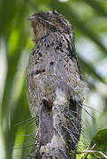 Common Potoo