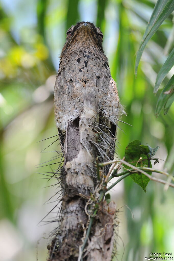 Common Potooadult, identification