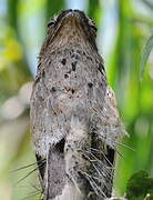 Common Potoo