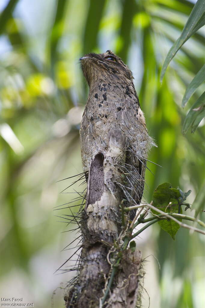 Common Potooadult, identification, camouflage, pigmentation