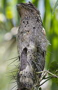 Common Potoo