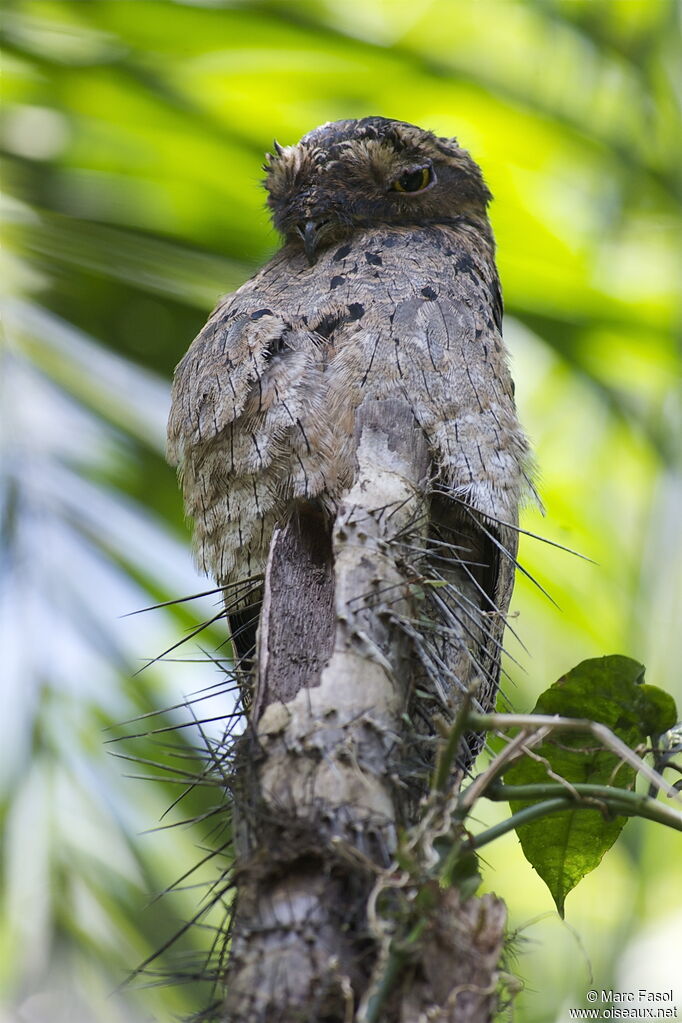 Common Potooadult, identification, Behaviour