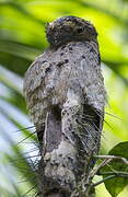 Common Potoo