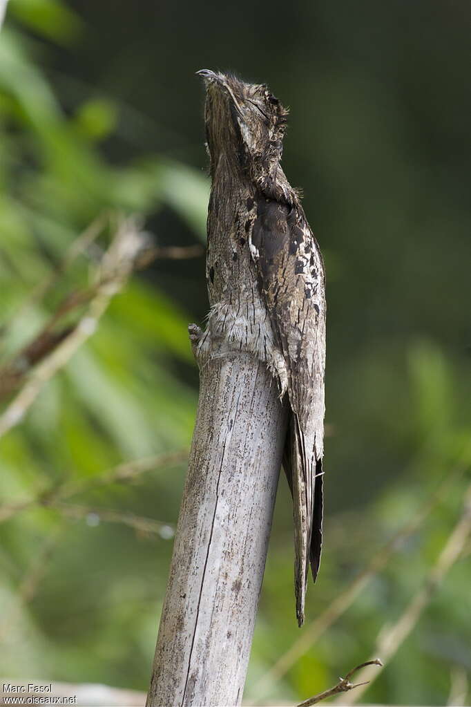 Ibijau grisadulte, identification, Comportement