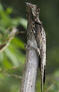 Common Potoo