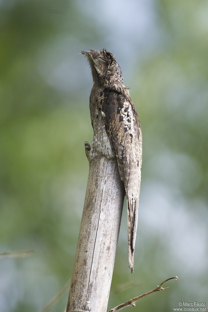 Common Potooadult, identification, Behaviour