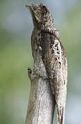 Common Potoo