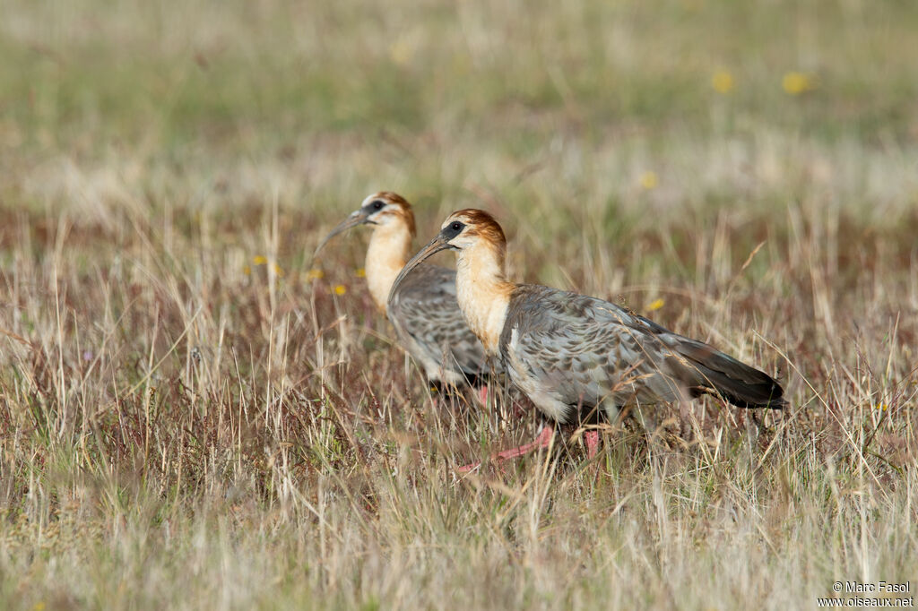 Black-faced Ibisadult