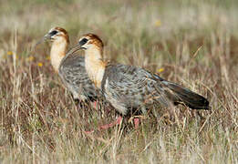 Black-faced Ibis