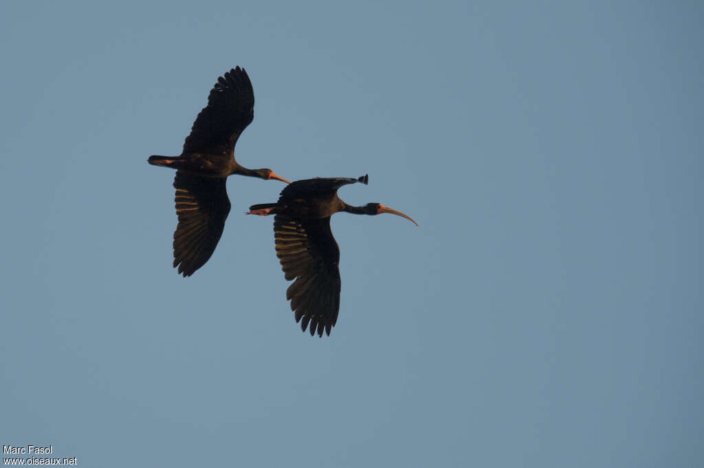 Ibis à face nueadulte, Vol