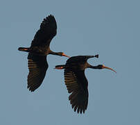 Bare-faced Ibis