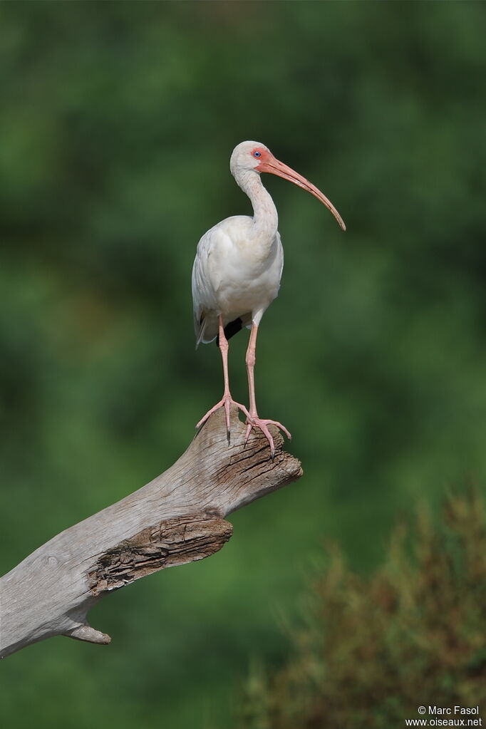 American White Ibisadult, identification