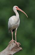 American White Ibis