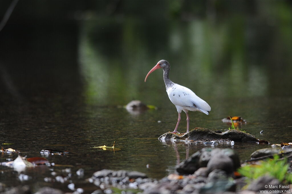 Ibis blancimmature, identification