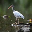 Ibis blanc