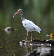 American White Ibis