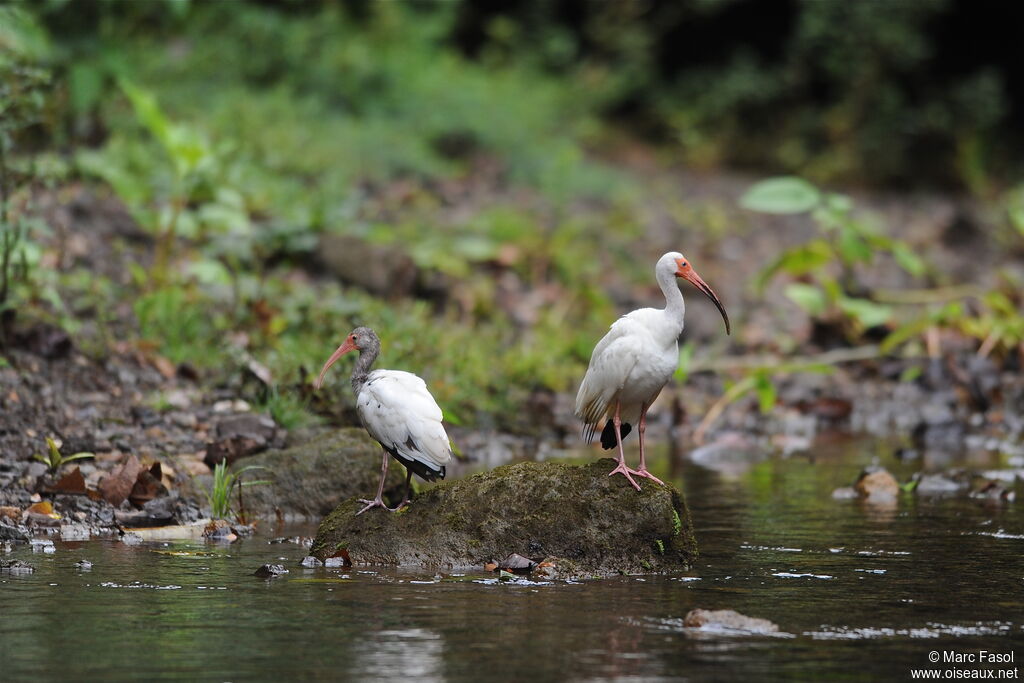 American White Ibis, identification, Behaviour