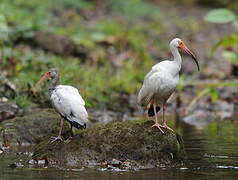 American White Ibis