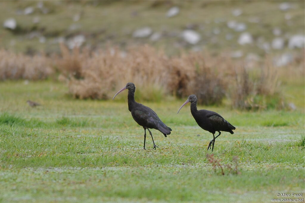 Puna Ibis adult, identification