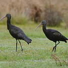 Ibis de Ridgway