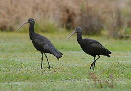 Puna Ibis