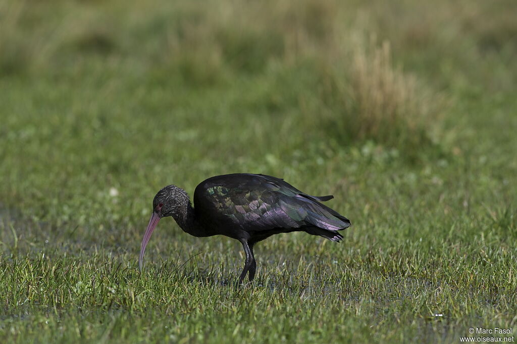 Ibis de Ridgwayadulte, identification, régime