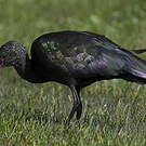 Ibis de Ridgway