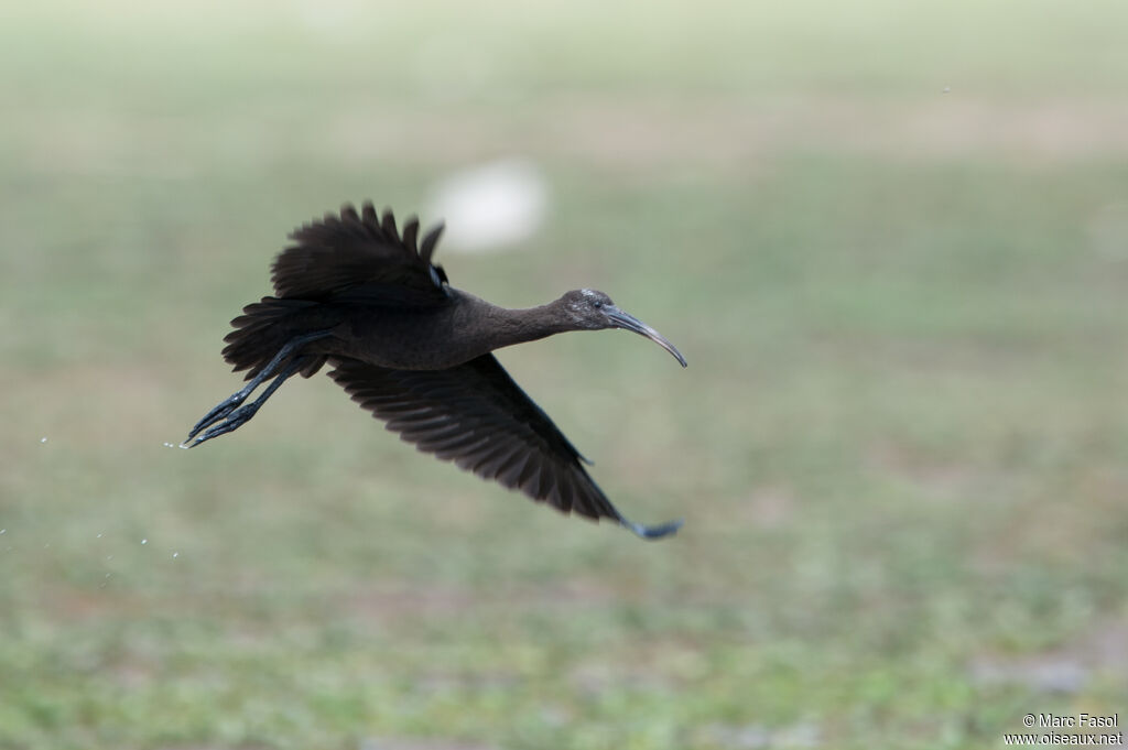 Puna Ibissubadult, Flight