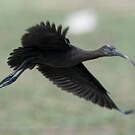 Ibis de Ridgway