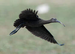 Puna Ibis