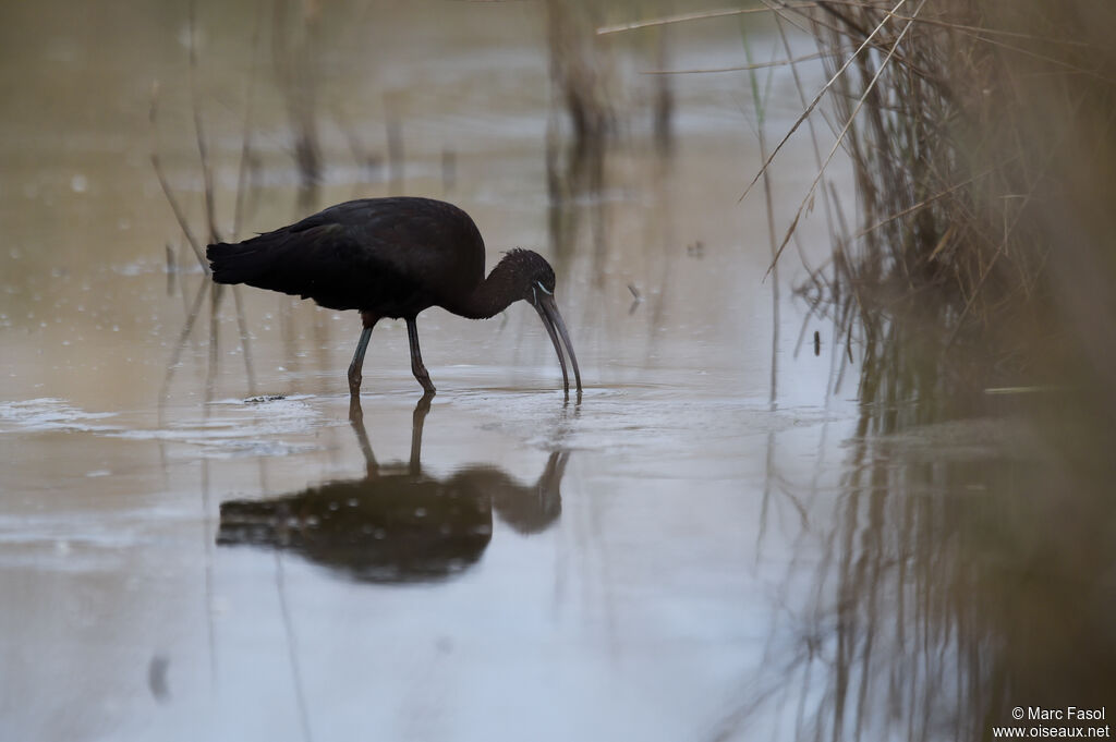 Ibis falcinelleadulte nuptial, identification, régime