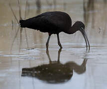 Glossy Ibis