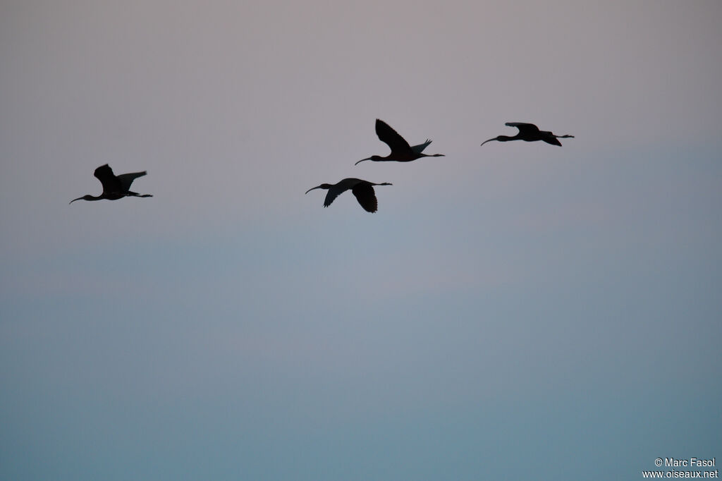 Ibis falcinelleadulte, Vol