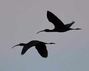 Ibis falcinelle