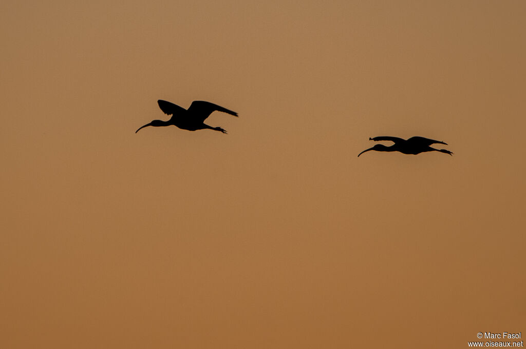 Ibis falcinelleadulte, Vol