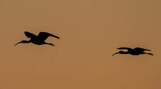 Ibis falcinelle