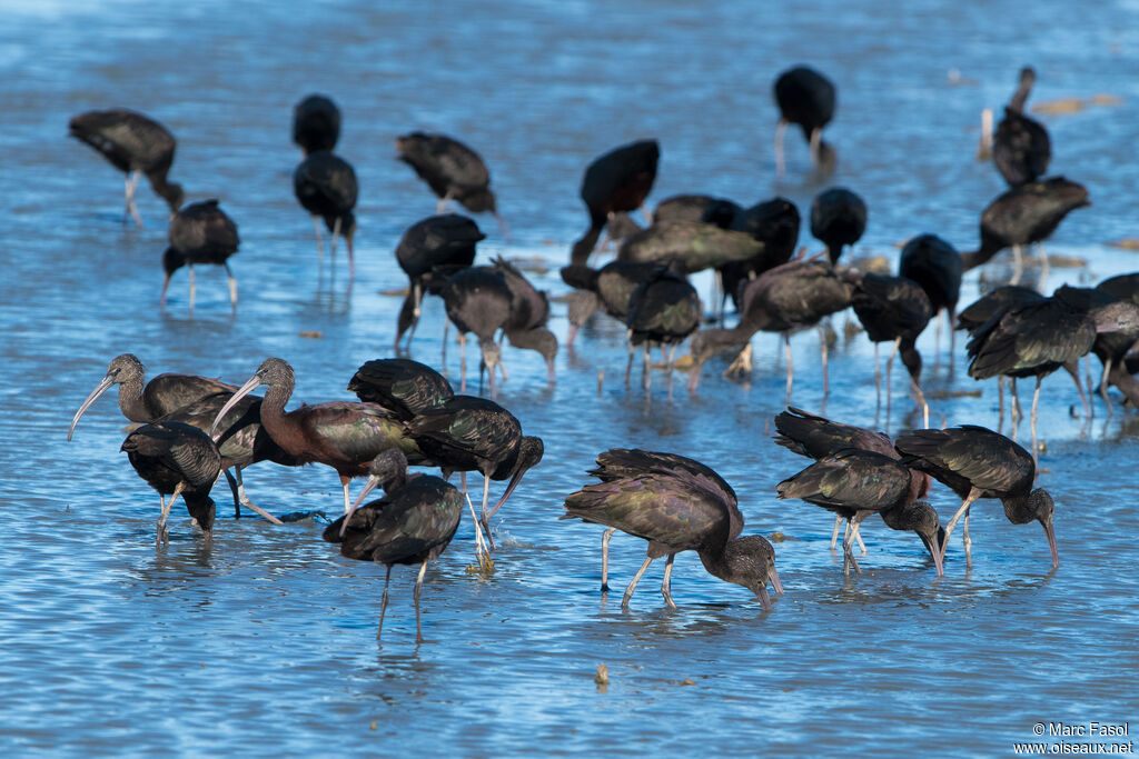 Glossy Ibis, feeding habits