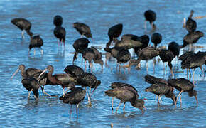 Glossy Ibis