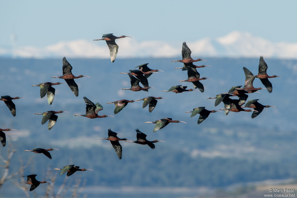 Glossy Ibis, Flight