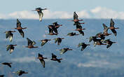 Ibis falcinelle