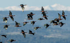 Ibis falcinelle