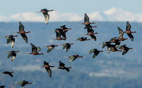 Ibis falcinelle