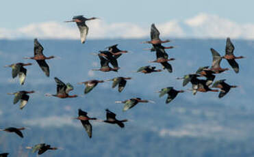 Ibis falcinelle