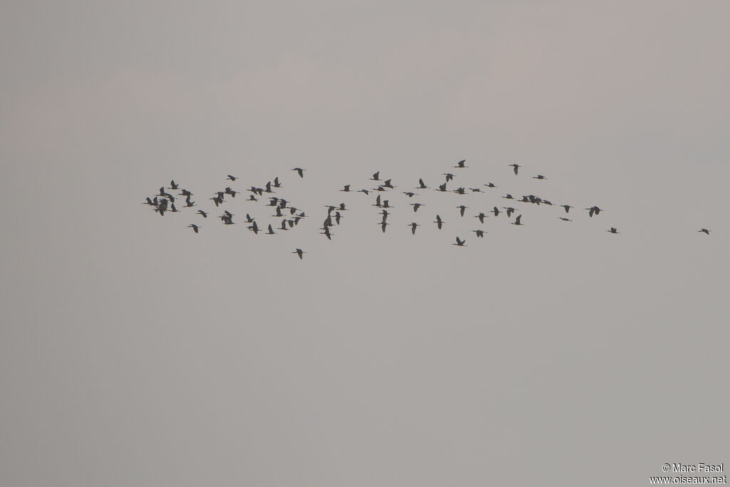 Glossy Ibis flight