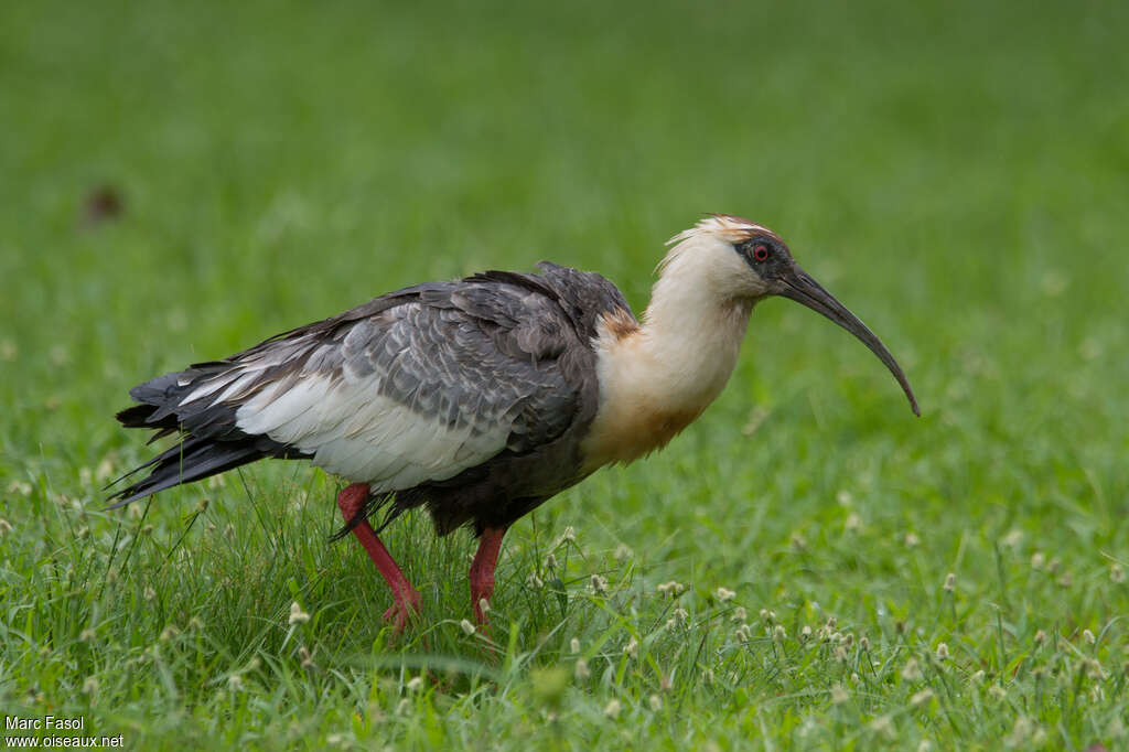 Ibis mandoreadulte, identification, marche