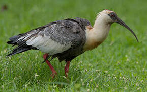 Buff-necked Ibis