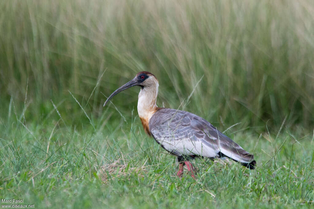 Buff-necked Ibisadult, identification, walking