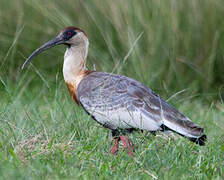 Buff-necked Ibis