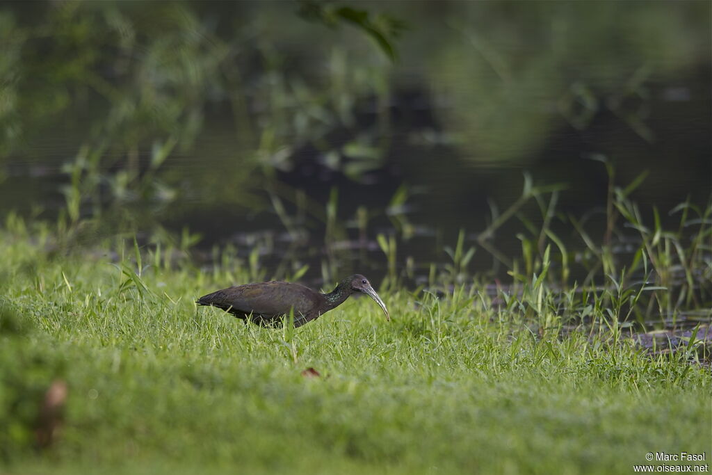 Green Ibisadult, identification, Behaviour